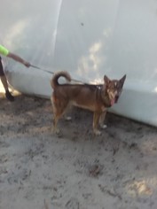 Alaskan Husky-Unknown Mix Dogs for adoption in Anthony, FL, USA