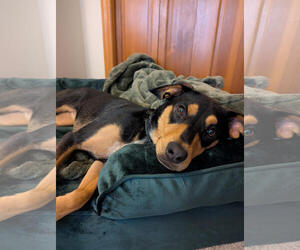 Doberman Pinscher-Unknown Mix Dogs for adoption in Minneaoplis, MN, USA