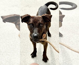 Beagle-Plott Hound Mix Dogs for adoption in Sanford, FL, USA
