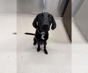 Labrador Retriever-Plott Hound Mix Dogs for adoption in Fairbanks, AK, USA