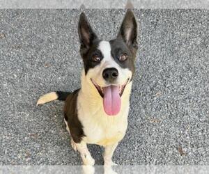 Border Collie-Unknown Mix Dogs for adoption in Moreno Valley, CA, USA