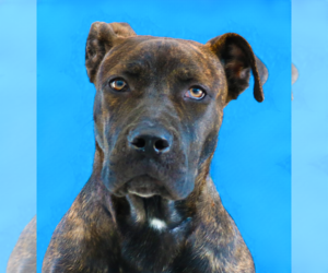 Medium Photo #1 Plott Hound-Unknown Mix Puppy For Sale in Pasadena, CA, USA