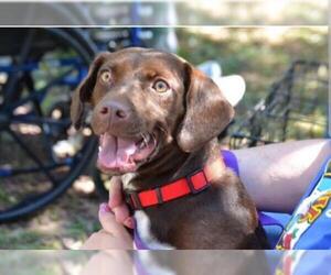 Labbe Dogs for adoption in Middletown, NY, USA