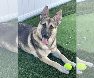 German Shepherd Dog Dogs for adoption in Dana Point, CA, USA
