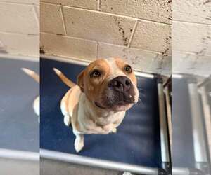 Mutt Dogs for adoption in Las Vegas, NM, USA