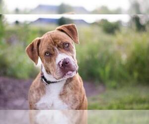 Catahoula Leopard Dog-Unknown Mix Dogs for adoption in Fremont, NE, USA