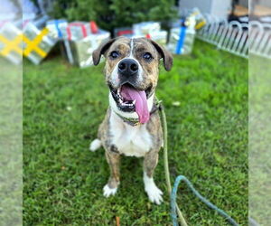 American Pit Bull Terrier Dogs for adoption in Long Beach, CA, USA