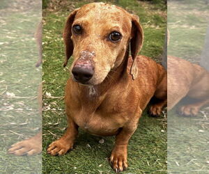 Dachshund Dogs for adoption in York, SC, USA