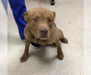 American Pit Bull Terrier Dogs for adoption in Riverside, CA, USA