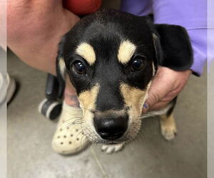 Mutt Dogs for adoption in Pampa, TX, USA