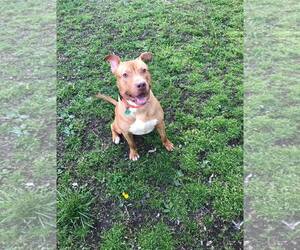 American Pit Bull Terrier Dogs for adoption in Flora, IL, USA