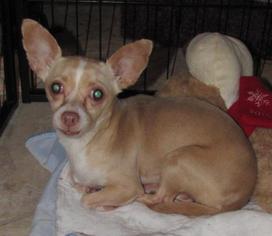 Chiweenie Dogs for adoption in Walnutport, PA, USA