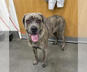 Mutt Dogs for adoption in Forestville, MD, USA