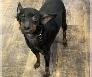 Miniature Pinscher-Unknown Mix Dogs for adoption in Newfoundland, PA, USA
