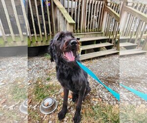 Labradoodle Dogs for adoption in Columbus, IN, USA