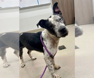 Catahoula Leopard Dog-Unknown Mix Dogs for adoption in Baytown, TX, USA