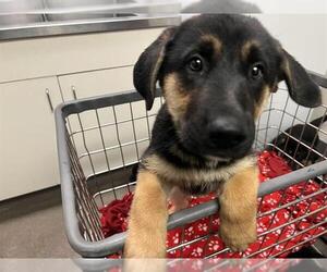 German Shepherd Dog Dogs for adoption in HESPERIA, CA, USA