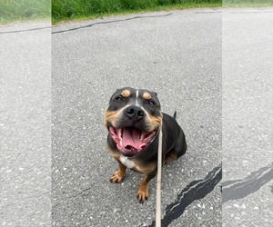 American Bulldog-Unknown Mix Dogs for adoption in Oro Medonte, Ontario, Canada