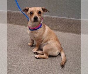 Chihuahua-Unknown Mix Dogs for adoption in Las Vegas, NV, USA