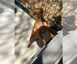 Chihuahua Dogs for adoption in Oak Bluffs, MA, USA