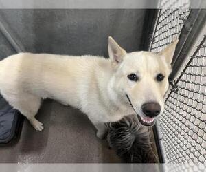 - Mix Dogs for adoption in HESPERIA, CA, USA