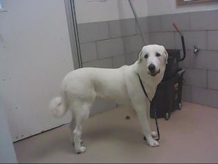 Great Pyrenees Dogs for adoption in Nashville, TN, USA