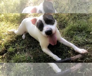 Boxer-Unknown Mix Dogs for adoption in Calhoun, GA, USA