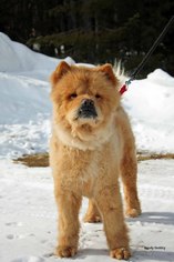 Chow Chow Dogs for adoption in Paris, ME, USA
