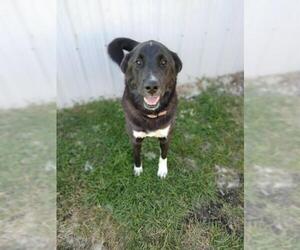 Akita-Labrador Retriever Mix Dogs for adoption in Jasper, IN, USA