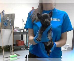 Chihuahua-Unknown Mix Dogs for adoption in Fayetteville, NC, USA