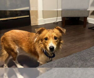 Mutt Dogs for adoption in Fort Wayne, IN, USA