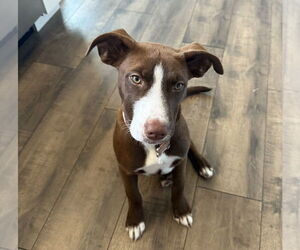 American Staffordshire Terrier-Labrador Retriever Mix Dogs for adoption in Lakewood, CO, USA