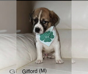 Mutt Dogs for adoption in Jackson Township, NJ, USA