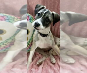 Labrador Retriever-Unknown Mix Dogs for adoption in Jefferson, NJ, USA