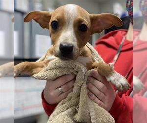 Chiweenie Dogs for adoption in Saginaw, MI, USA