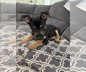 Chihuahua Dogs for adoption in Menifee, CA, USA