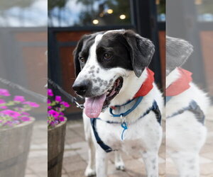 Border Point Dogs for adoption in Oakhurst, NJ, USA