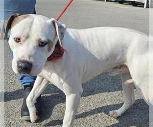 Mutt Dogs for adoption in Bakersfield, CA, USA