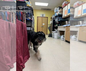 Poodle (Standard)-Unknown Mix Dogs for adoption in Candler, NC, USA