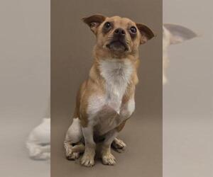 Chihuahua Dogs for adoption in HESPERIA, CA, USA