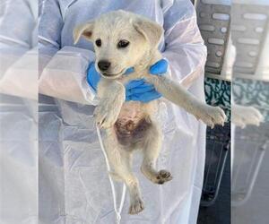 Labrador Retriever Dogs for adoption in Conroe, TX, USA