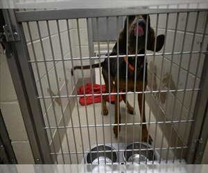Bloodhound Dogs for adoption in Decatur, IL, USA