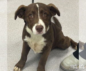 Labrador Retriever-Spaniel Mix Dogs for adoption in Washington, DC, USA