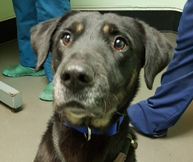 Labrador Retriever Dogs for adoption in Hillsboro, NH, USA