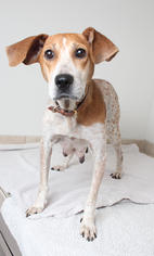 Medium Photo #1 Coonhound Puppy For Sale in Eden Prairie, MN, USA