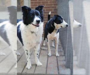 Border-Aussie Dogs for adoption in Alexandria, VA, USA