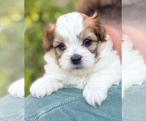 Papillon-Unknown Mix Dogs for adoption in Corona, CA, USA