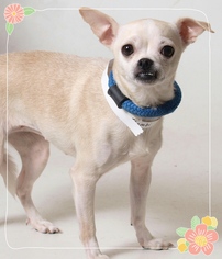 Chihuahua-Unknown Mix Dogs for adoption in Akron, OH, USA