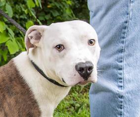 American Pit Bull Terrier-Unknown Mix Dogs for adoption in Clarkesville, GA, USA