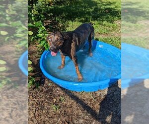Catahoula Leopard Dog Dogs for adoption in Gainesville, FL, USA